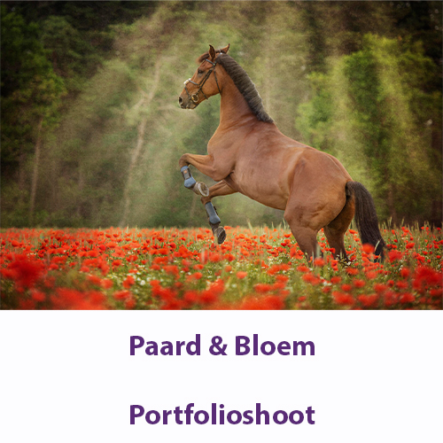 Paarden Dahlia Shoot – 31 August 2027