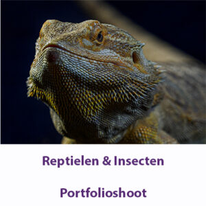 Reptielen & Insecten met Sam – 16 oktober 2027
