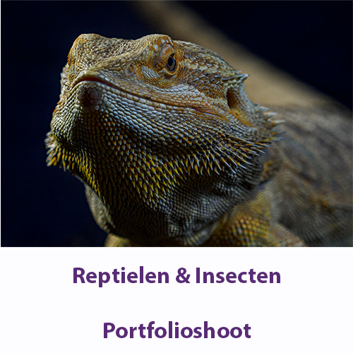Reptielen & Insecten met Sam – 16 October 2027
